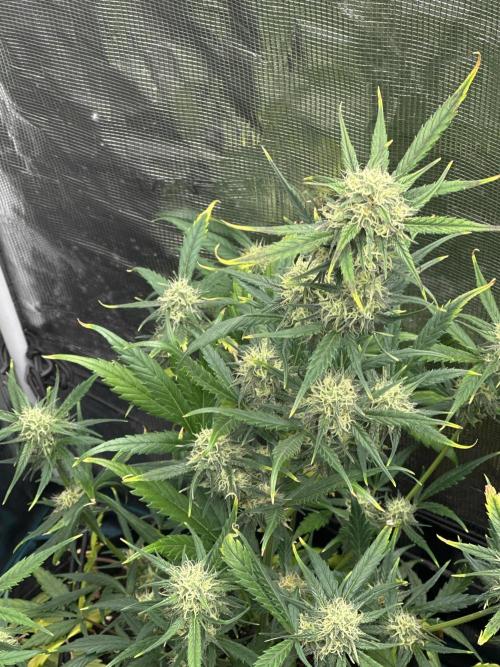 GOAT'lato Auto RQS. Week 6