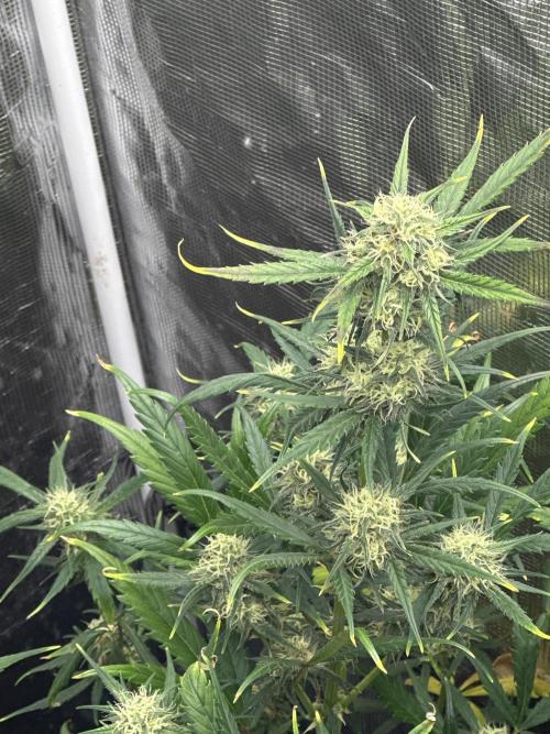 GOAT'lato Automatic . Week 6