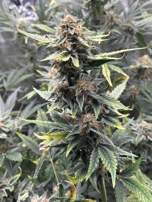 Wedding Cake Auto RQS. Week 7