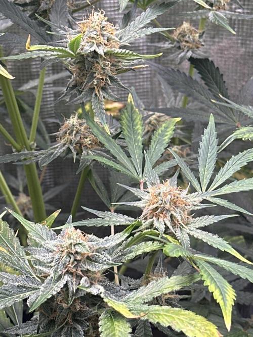 Wedding Cake Automatic. Week 7