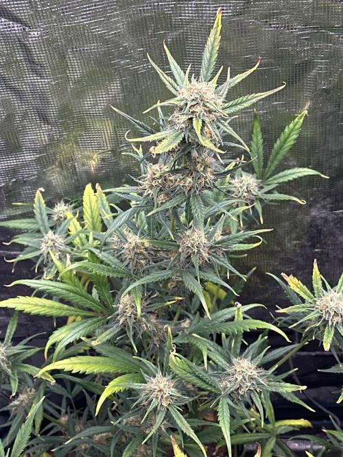 GOAT'lato Auto RQS. Week 7