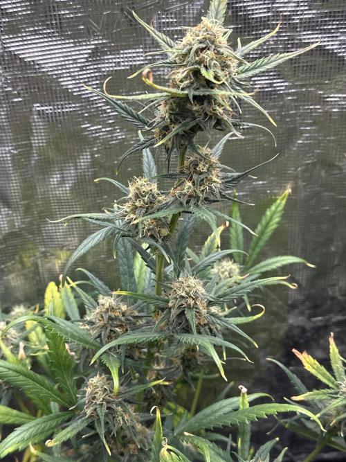 GOAT'lato Automatic . Week 7