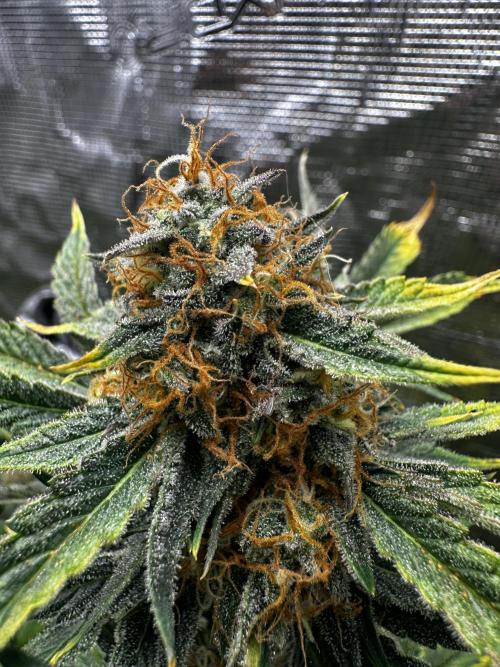 Wedding Cake Auto RQS. Week 8