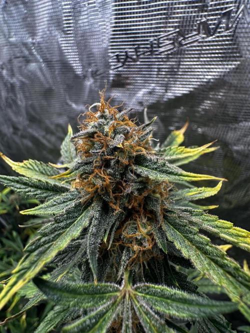 Wedding Cake Automatic. Week 8