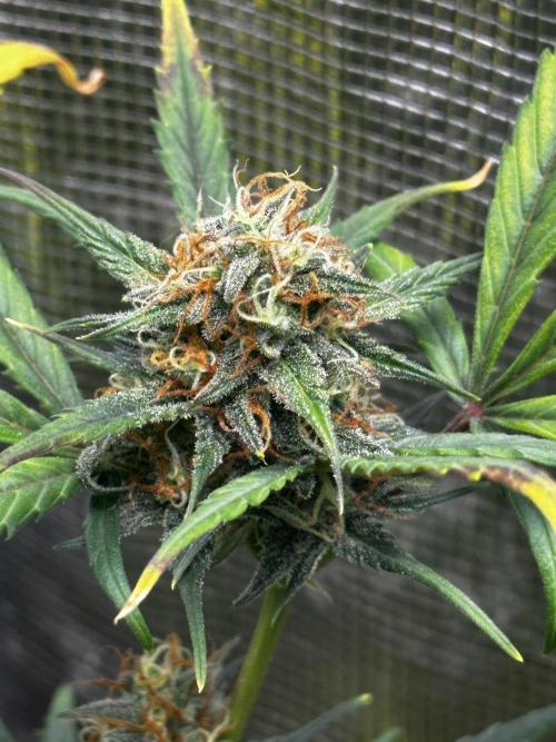 GOAT'lato Auto RQS. Week 8