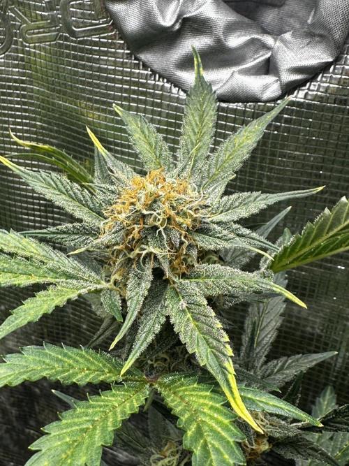 GOAT'lato Auto RQS. Week 8