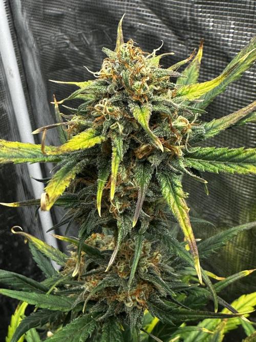 GOAT'lato Automatic . Week 8