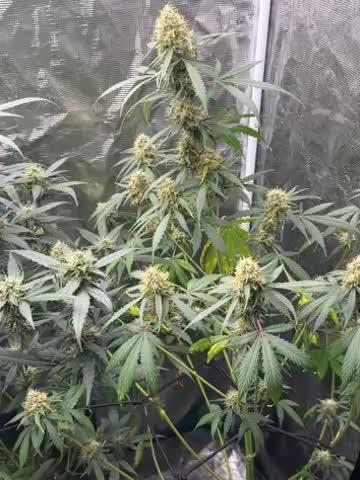 RQS Auto Family