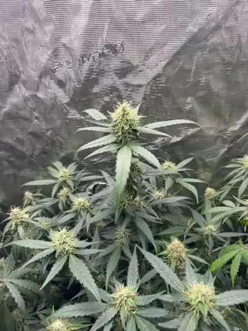 RQS Auto Family