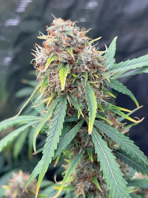RQS Auto Family. Week 9 - Weding cake 