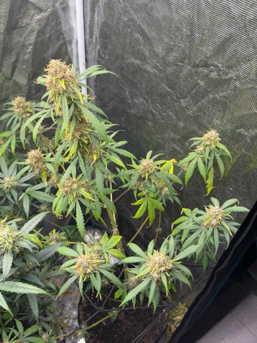 RQS Auto Family. Week 9 - Weding cake 