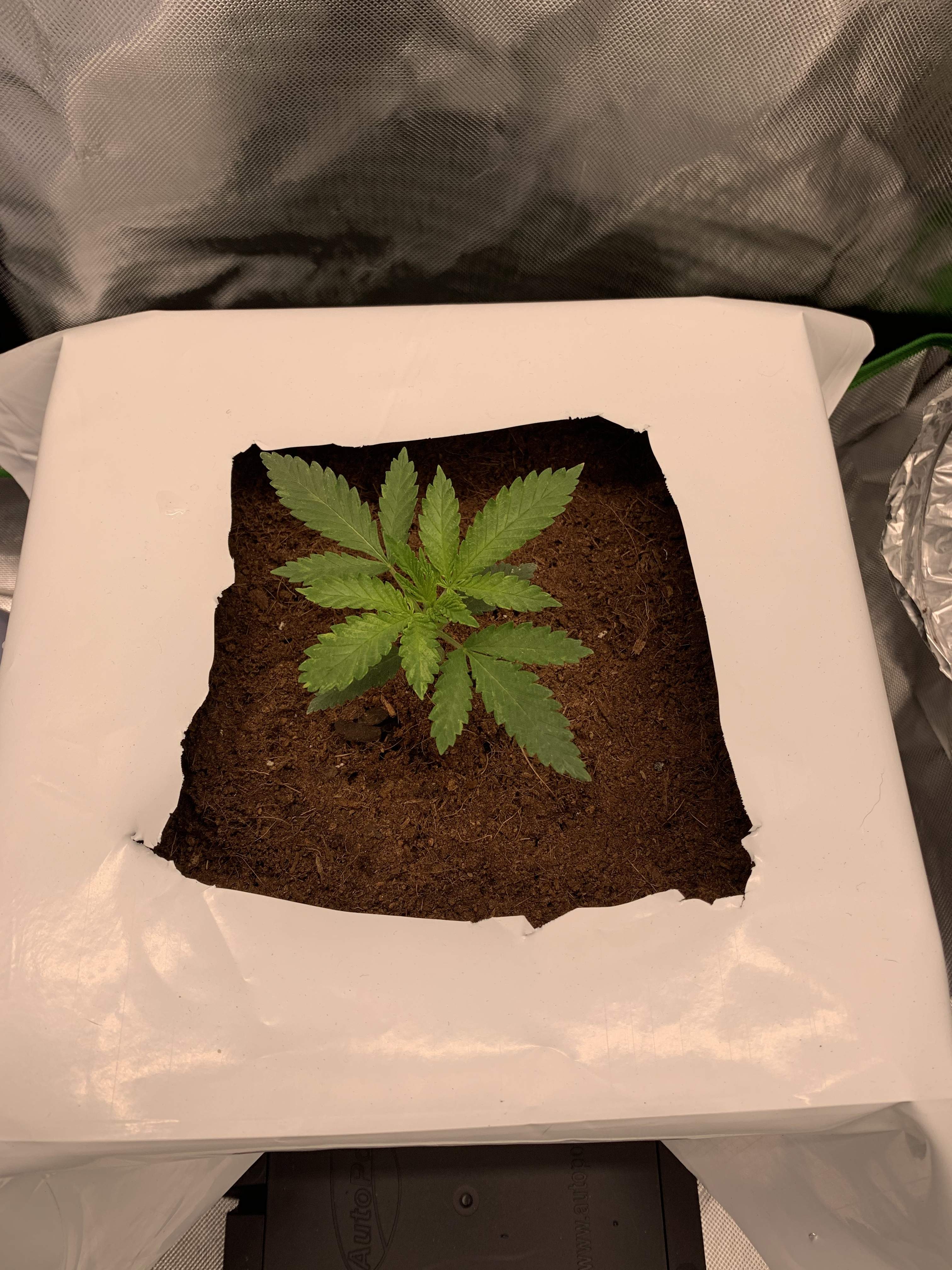 Jack Herer Seedsman, Exotic Grease Monkey grow diary (journal