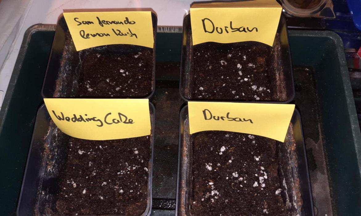 Fruity Durban Testgrow. Week 0