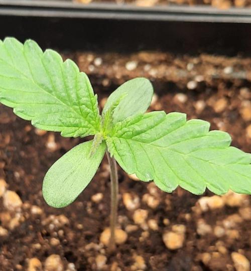 Fruity Durban Testgrow. Week 1 - Fruity Durban