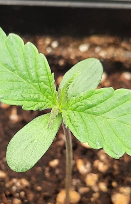 Fruity Durban Testgrow. Week 1 - Fruity Durban 