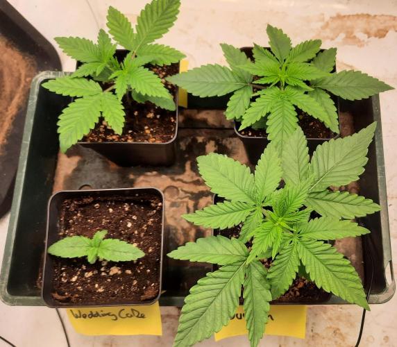Fruity Durban Testgrow. Week 2 - Day 12