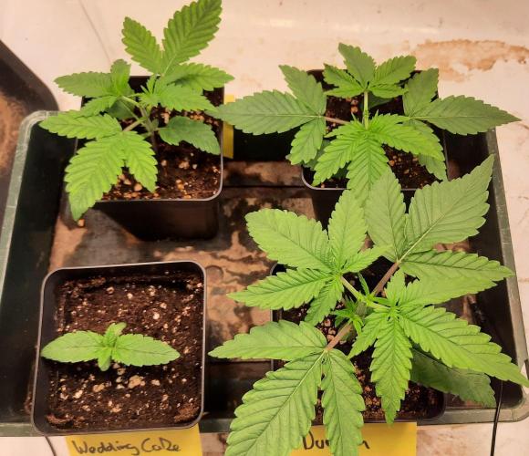 Fruity Durban Testgrow. Week 2 - Topping