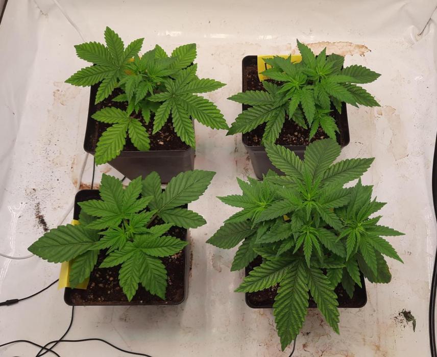 Fruity Durban Testgrow. Week 3