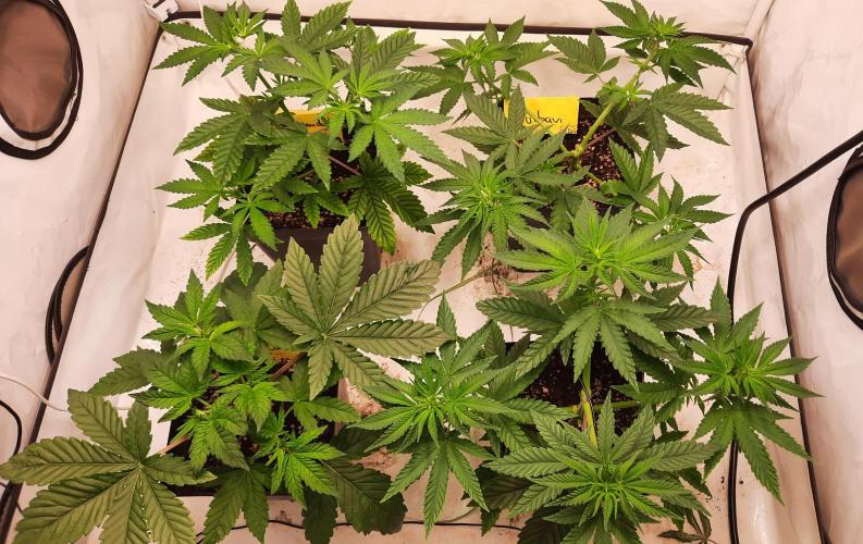 Fruity Durban Testgrow. Week 4 - Day 26