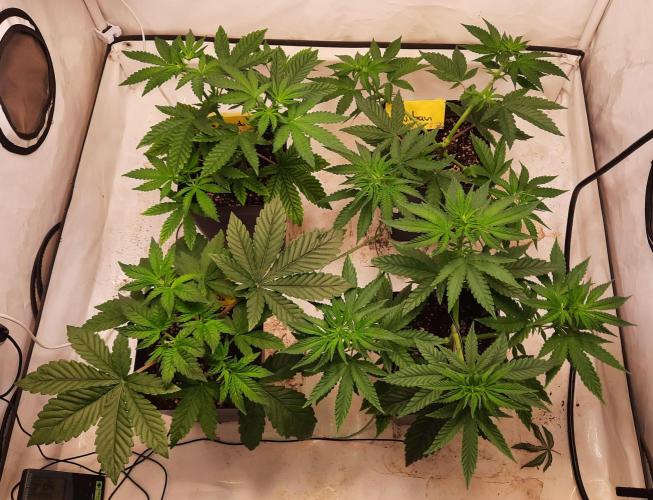 Fruity Durban Testgrow. Week 4