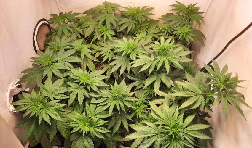 Fruity Durban Testgrow. Week 5 - Day 35