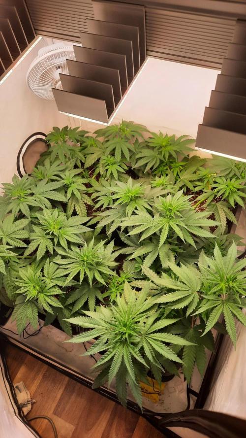 Fruity Durban Testgrow. Week 5 - Day 35