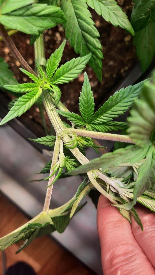 Fruity Durban Testgrow. Week 5 - Wedding cake 