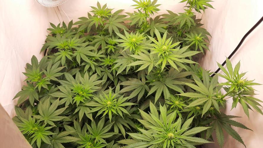 Fruity Durban Testgrow. Week 6