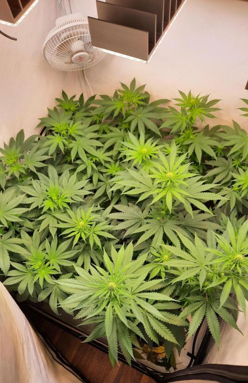 Fruity Durban Testgrow. Week 6
