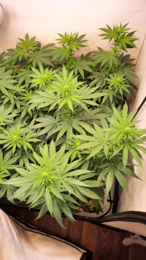 Fruity Durban Testgrow. Week 6 - Fruity Durban 