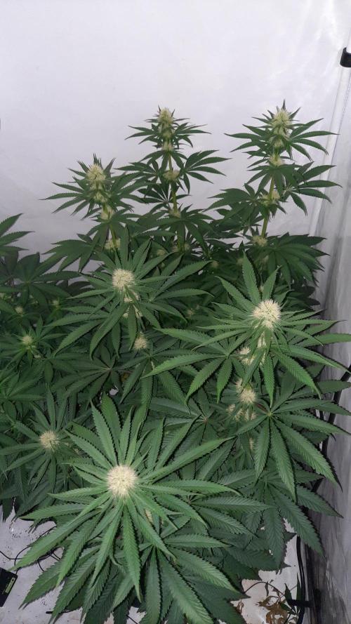 Fruity Durban Testgrow. Week 7 - Fruity Durban 