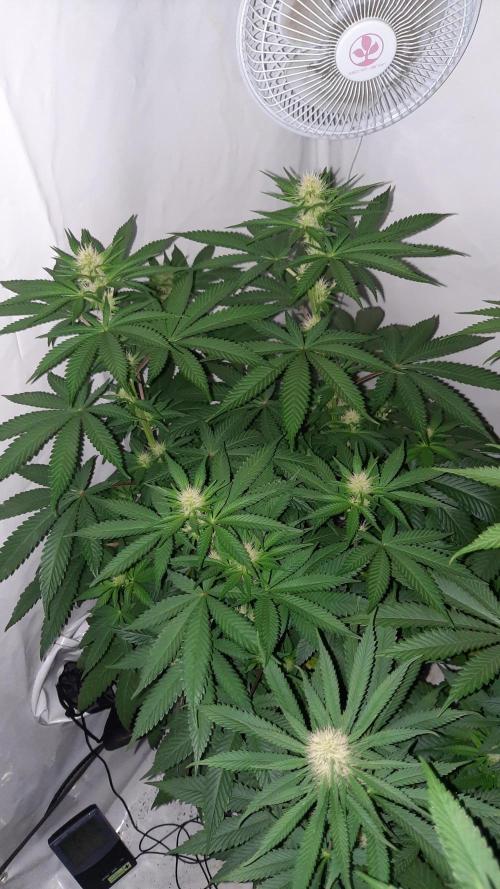 Fruity Durban Testgrow. Week 7 - San Fernando lemon kush 
