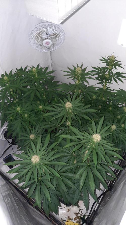 Fruity Durban Testgrow. Week 7 - Day 14