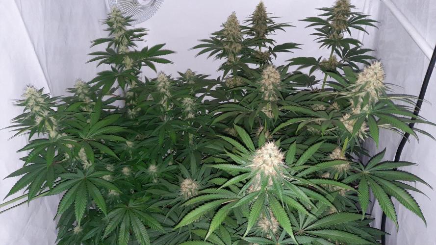 Fruity Durban Testgrow. Week 8 - Day 25