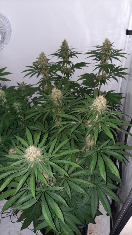 Fruity Durban Testgrow. Week 8 - Fruity Durban 