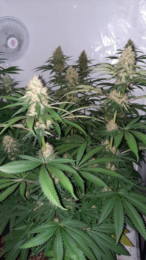 Fruity Durban Testgrow. Week 8 - Durban #1