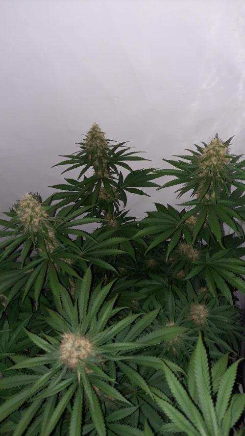 Fruity Durban Testgrow. Week 8 - Durban#2