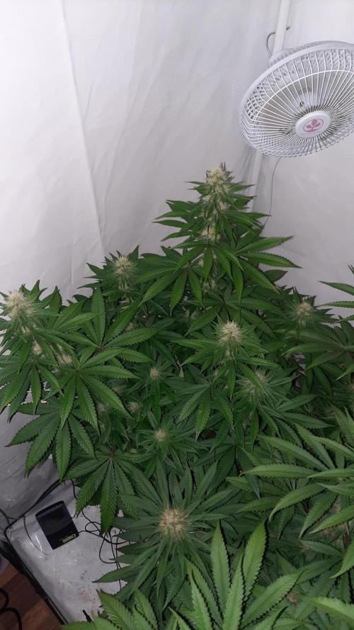 Fruity Durban Testgrow. Week 8 - San Fernando lemon kush 