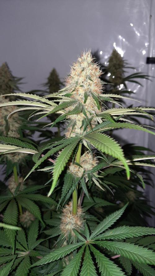 Fruity Durban Testgrow. Week 8