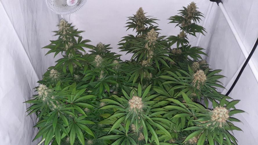 Fruity Durban Testgrow. Week 9 - Day 33