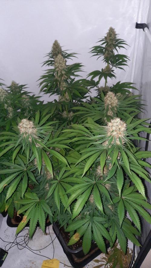 Fruity Durban Testgrow. Week 9