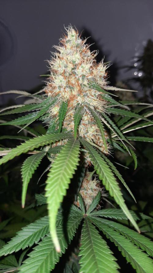 Fruity Durban Testgrow. Week 9
