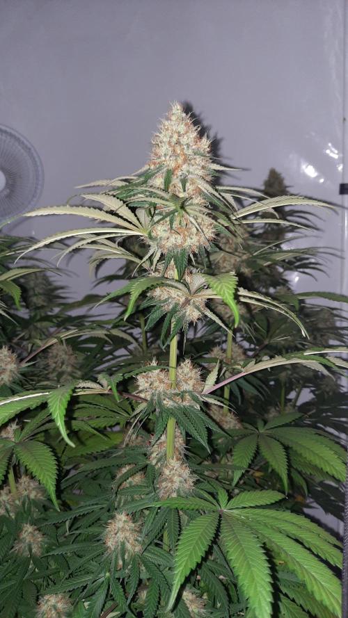 Fruity Durban Testgrow. Week 9