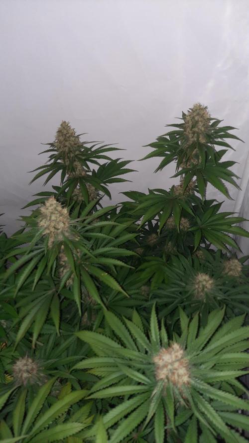 Fruity Durban Testgrow. Week 9