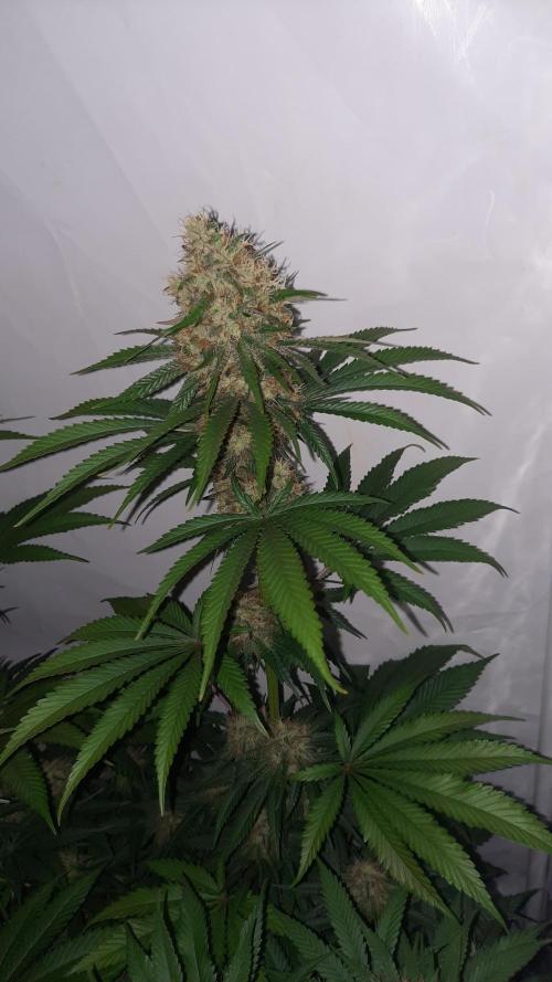 Fruity Durban Testgrow. Week 9