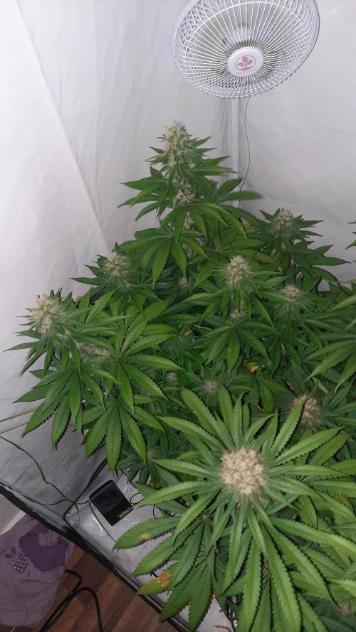 Fruity Durban Testgrow. Week 9