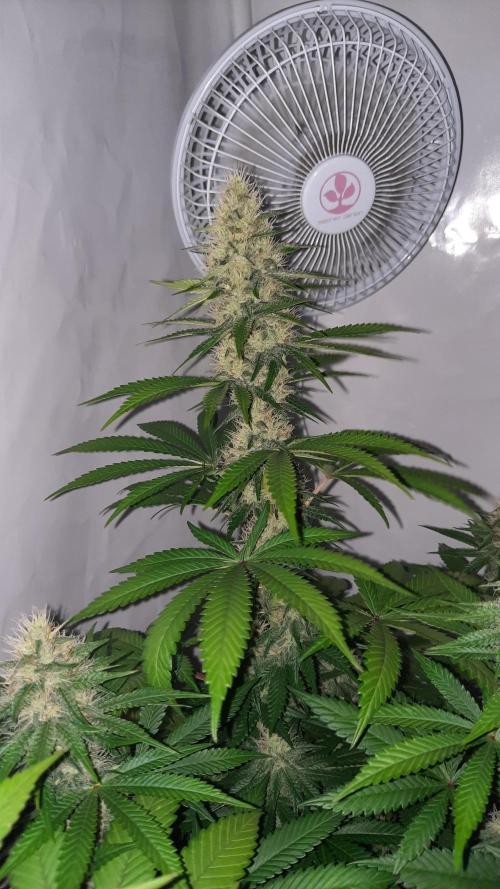 Fruity Durban Testgrow. Week 9