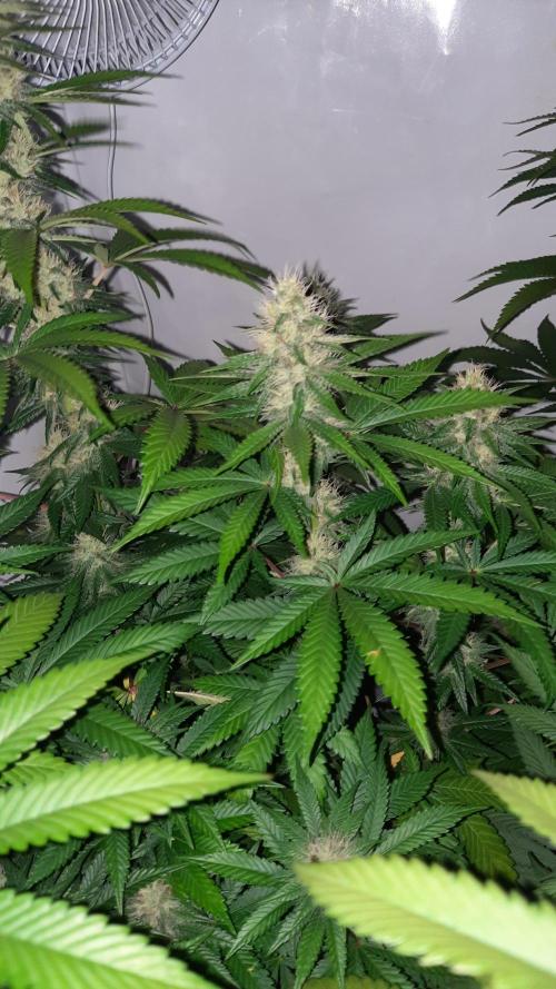 Fruity Durban Testgrow. Week 9
