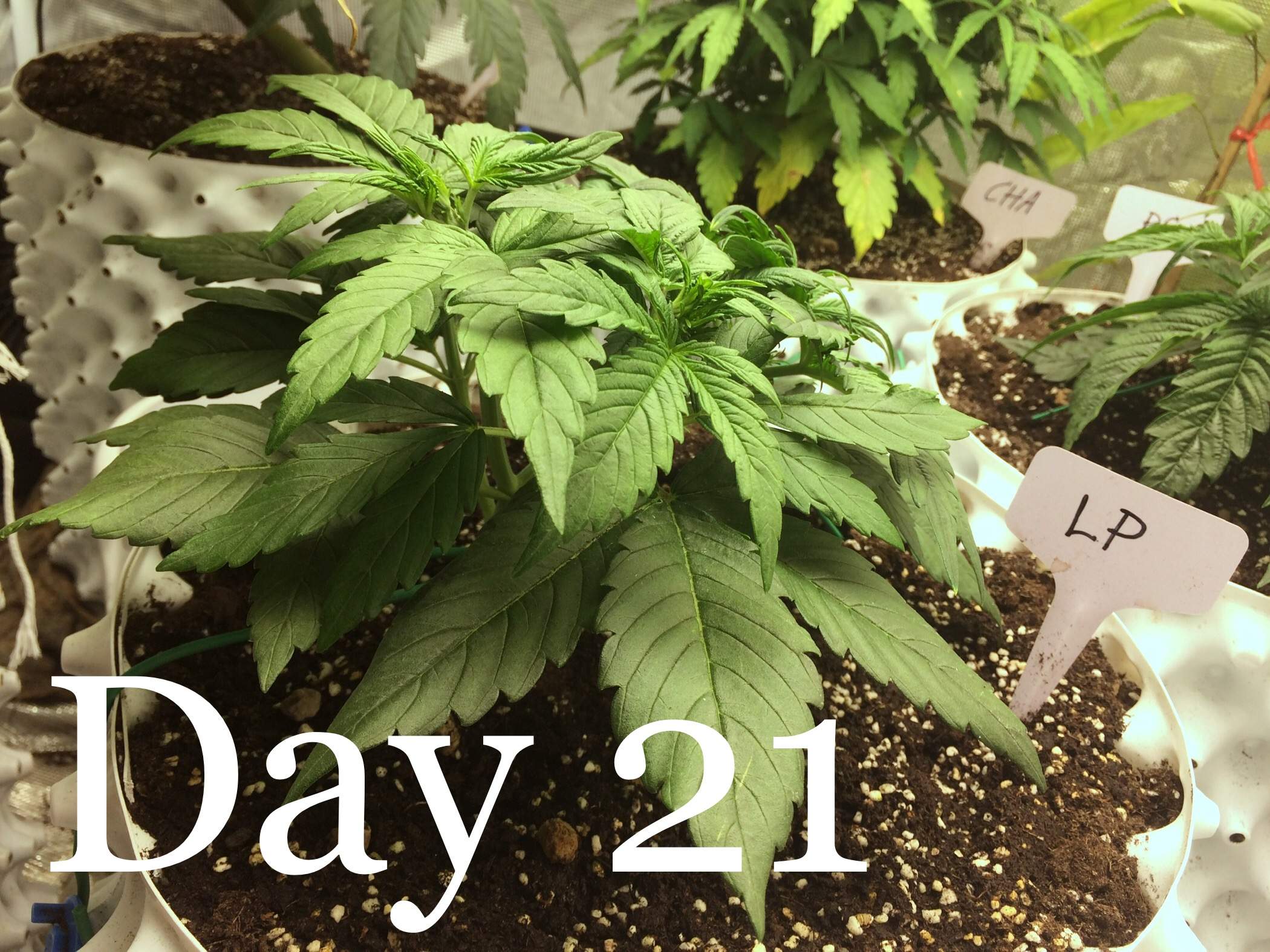 ETHOS Pluto Cut Autoflower R F3 grow diary (journal) week3 by
