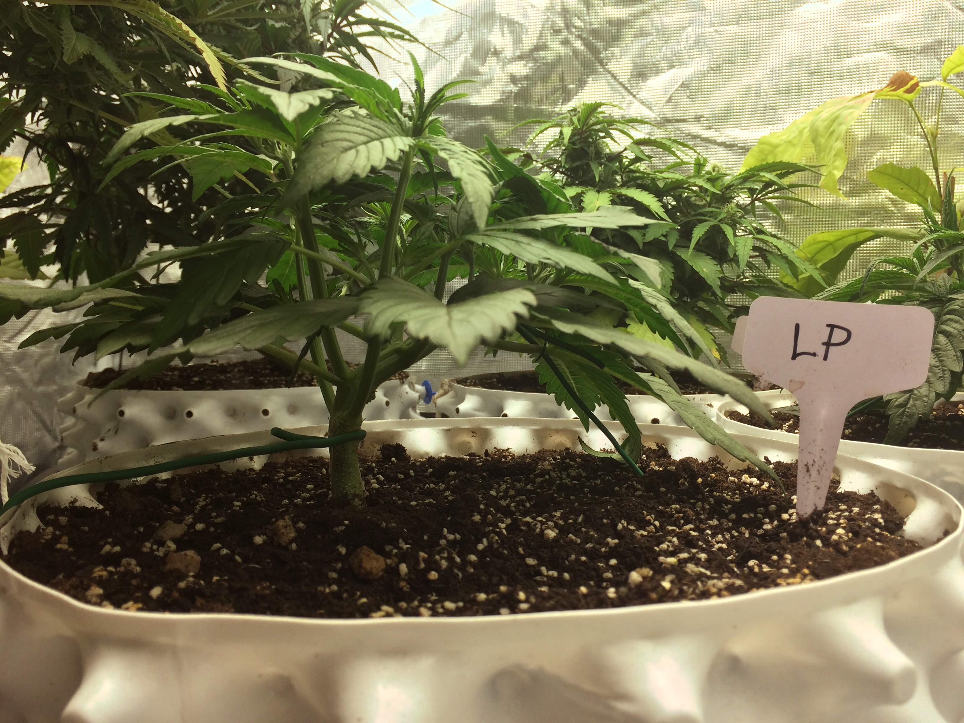 ETHOS Pluto Cut Autoflower R F3 grow diary (journal) week3 by